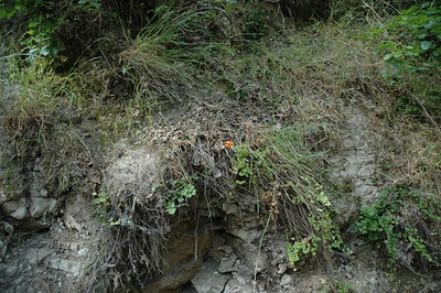  > A closer view, its neighbors are maidenhair ferns.